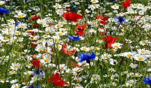 Preview wallpaper daisies, poppies, cornflowers, ears, meadow, summer