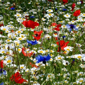 Preview wallpaper daisies, poppies, cornflowers, ears, meadow, summer