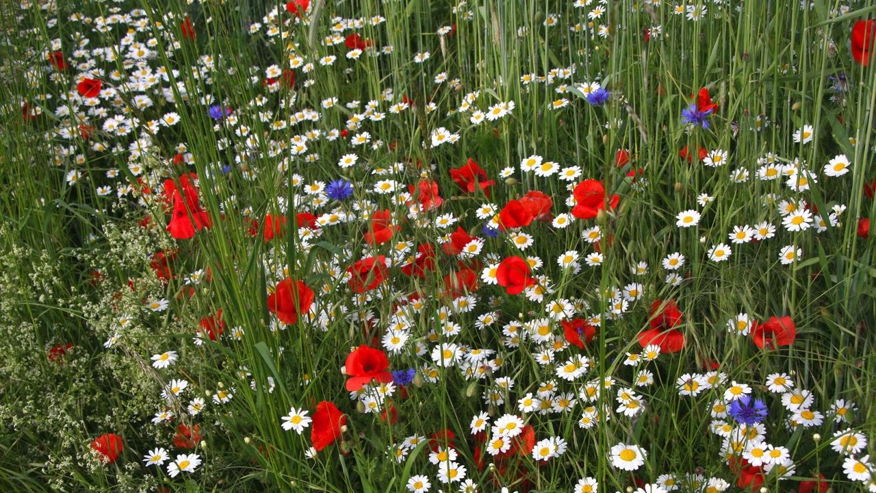Wallpaper daisies, poppies, cornflowers, grass, meadow, summer