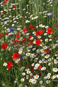Preview wallpaper daisies, poppies, cornflowers, grass, meadow, summer