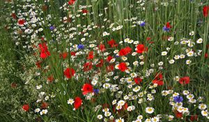 Preview wallpaper daisies, poppies, cornflowers, grass, meadow, summer