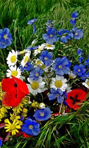 Preview wallpaper daisies, poppies, flowers, flower, grass, bright, colorful