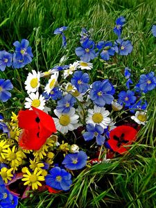 Preview wallpaper daisies, poppies, flowers, flower, grass, bright, colorful