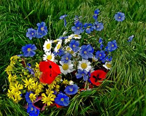 Preview wallpaper daisies, poppies, flowers, flower, grass, bright, colorful