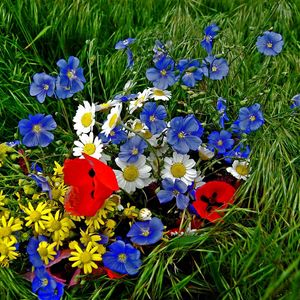 Preview wallpaper daisies, poppies, flowers, flower, grass, bright, colorful