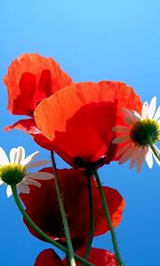 Preview wallpaper daisies, poppies, sky, blue, nature