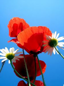 Preview wallpaper daisies, poppies, sky, blue, nature