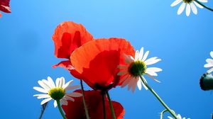 Preview wallpaper daisies, poppies, sky, blue, nature