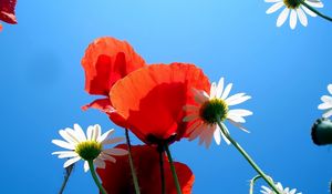 Preview wallpaper daisies, poppies, sky, blue, nature