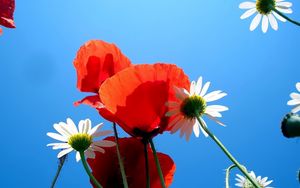 Preview wallpaper daisies, poppies, sky, blue, nature