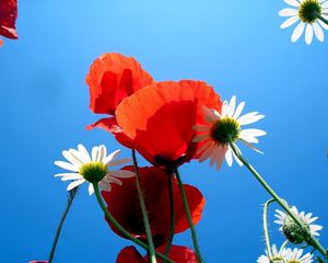 Preview wallpaper daisies, poppies, sky, blue, nature