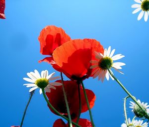 Preview wallpaper daisies, poppies, sky, blue, nature