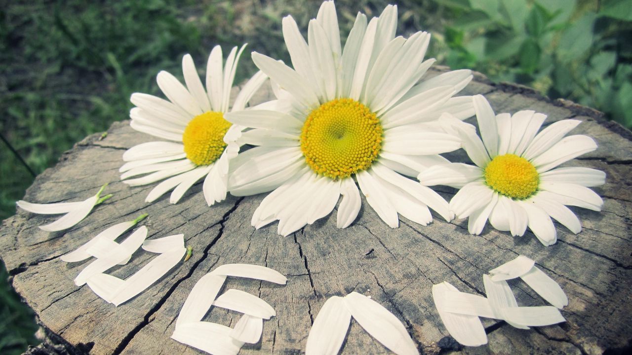 Wallpaper daisies, three, flowers, buds, petals, stump, inscription