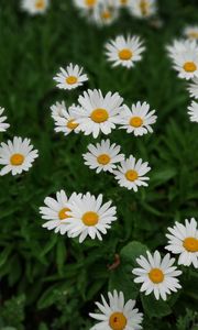 Preview wallpaper daisies, white, flowers, bloom, plant