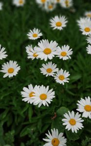 Preview wallpaper daisies, white, flowers, bloom, plant