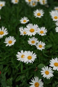 Preview wallpaper daisies, white, flowers, bloom, plant