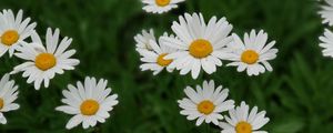 Preview wallpaper daisies, white, flowers, bloom, plant