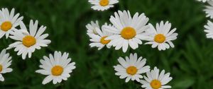Preview wallpaper daisies, white, flowers, bloom, plant