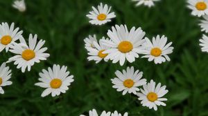 Preview wallpaper daisies, white, flowers, bloom, plant