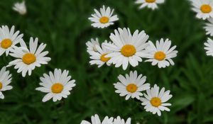 Preview wallpaper daisies, white, flowers, bloom, plant