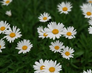 Preview wallpaper daisies, white, flowers, bloom, plant