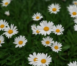 Preview wallpaper daisies, white, flowers, bloom, plant