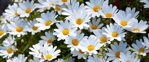 Preview wallpaper daisies, white, meadow, summer, mood
