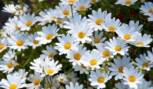 Preview wallpaper daisies, white, meadow, summer, mood