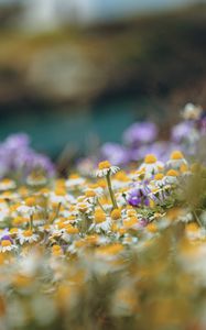 Preview wallpaper daisies, wild flowers, field, plants, summer