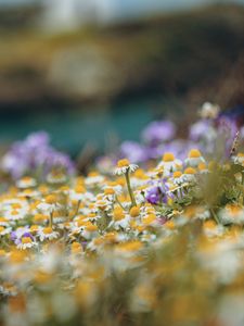 Preview wallpaper daisies, wild flowers, field, plants, summer