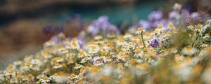 Preview wallpaper daisies, wild flowers, field, plants, summer