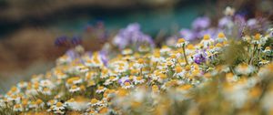 Preview wallpaper daisies, wild flowers, field, plants, summer