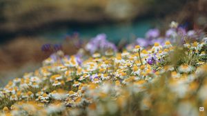 Preview wallpaper daisies, wild flowers, field, plants, summer