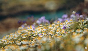 Preview wallpaper daisies, wild flowers, field, plants, summer