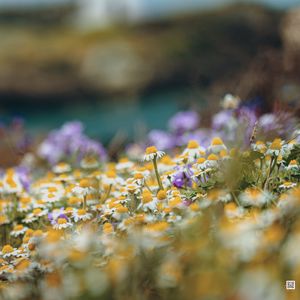 Preview wallpaper daisies, wild flowers, field, plants, summer