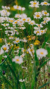 Preview wallpaper daisies, wildflowers, flowers, grass