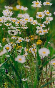 Preview wallpaper daisies, wildflowers, flowers, grass