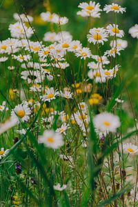 Preview wallpaper daisies, wildflowers, flowers, grass