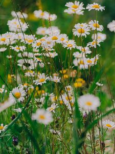 Preview wallpaper daisies, wildflowers, flowers, grass