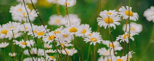 Preview wallpaper daisies, wildflowers, flowers, grass