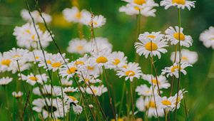 Preview wallpaper daisies, wildflowers, flowers, grass