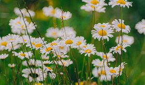 Preview wallpaper daisies, wildflowers, flowers, grass