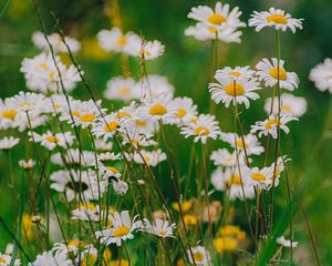 Preview wallpaper daisies, wildflowers, flowers, grass