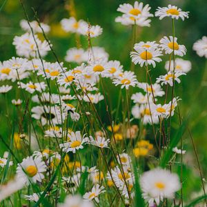 Preview wallpaper daisies, wildflowers, flowers, grass