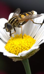 Preview wallpaper daisy, bee, flower, pollination