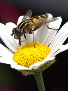 Preview wallpaper daisy, bee, flower, pollination