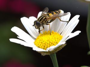 Preview wallpaper daisy, bee, flower, pollination