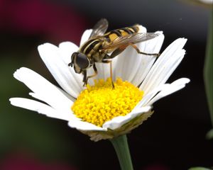 Preview wallpaper daisy, bee, flower, pollination