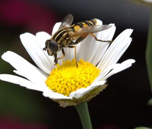 Preview wallpaper daisy, bee, flower, pollination