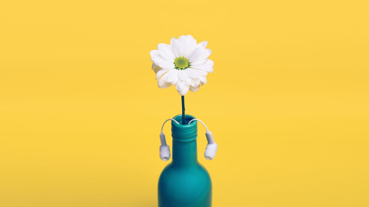 Wallpaper daisy, bottle, headphones